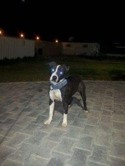 Photo of the dog