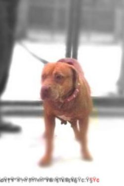 Photo of the dog