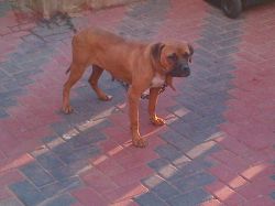 Photo of the dog