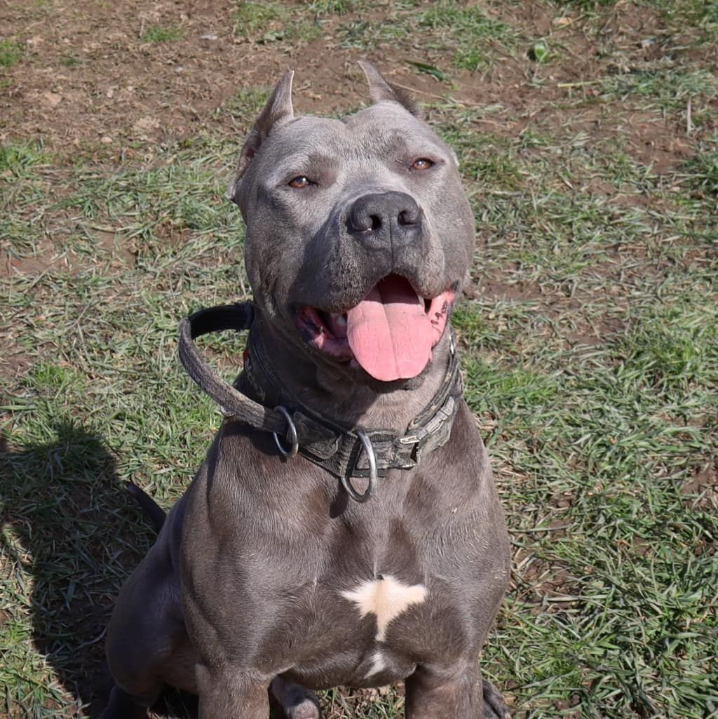 Photo of the dog
