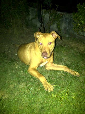 Photo of the dog