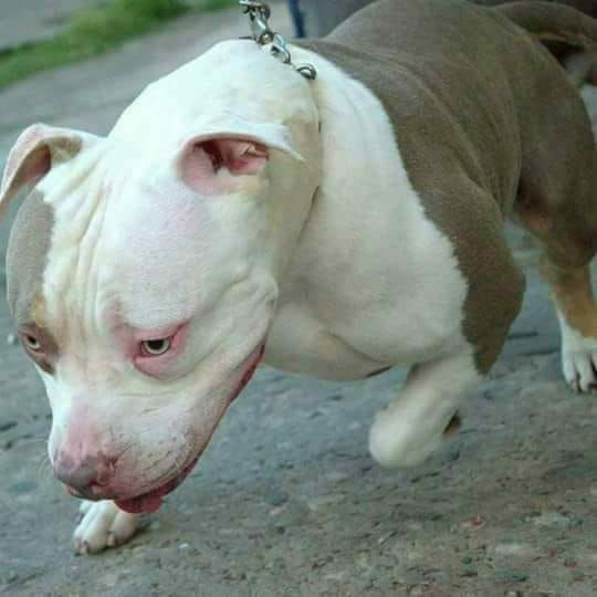 Photo of the dog