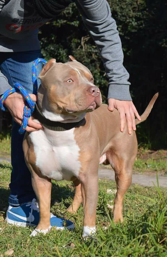 Photo of the dog