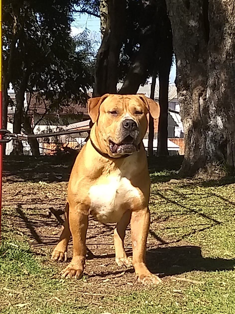 Photo of the dog