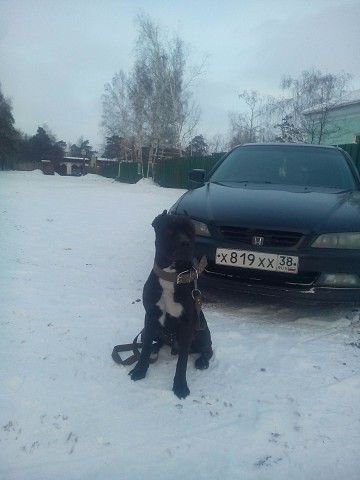 Photo of the dog