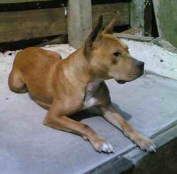 Photo of the dog