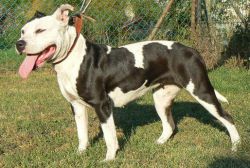 Photo of the dog