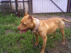Photo of the dog