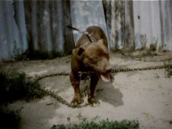 Photo of the dog