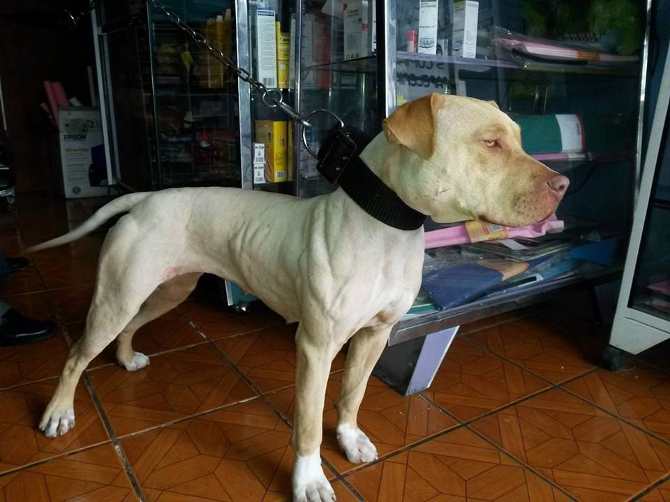 Photo of the dog