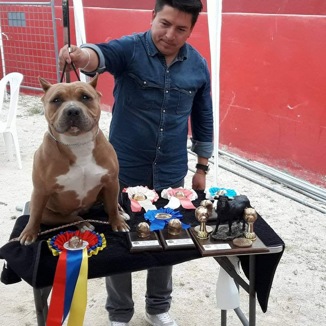 Photo of the dog