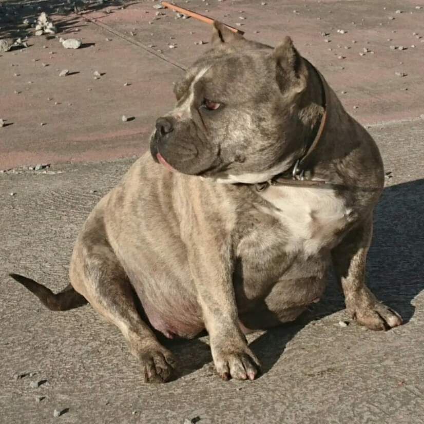 Photo of the dog
