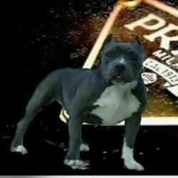 Photo of the dog