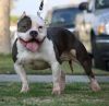 Photo of the dog