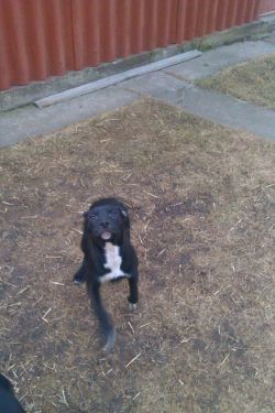 Photo of the dog