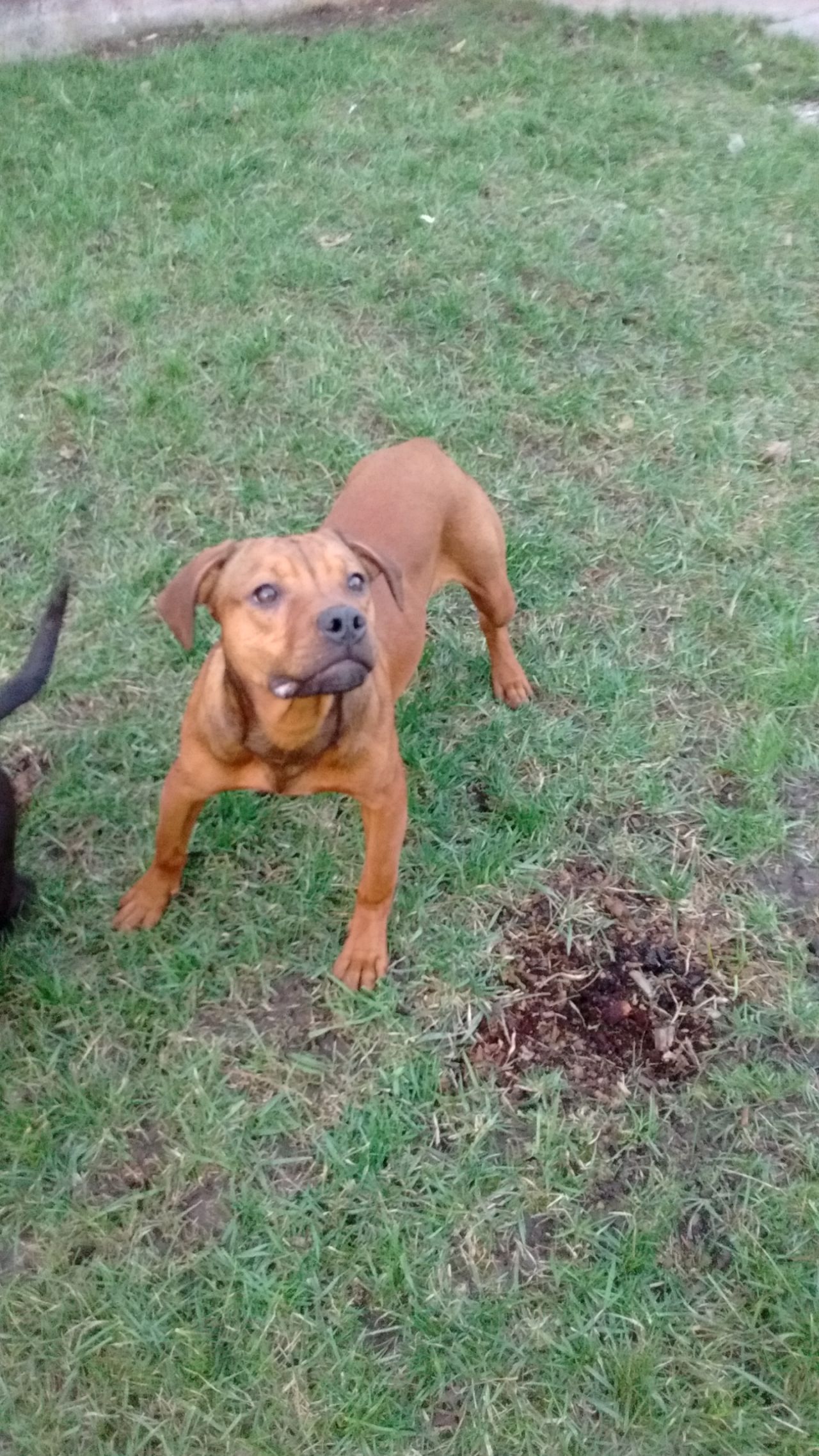 Photo of the dog