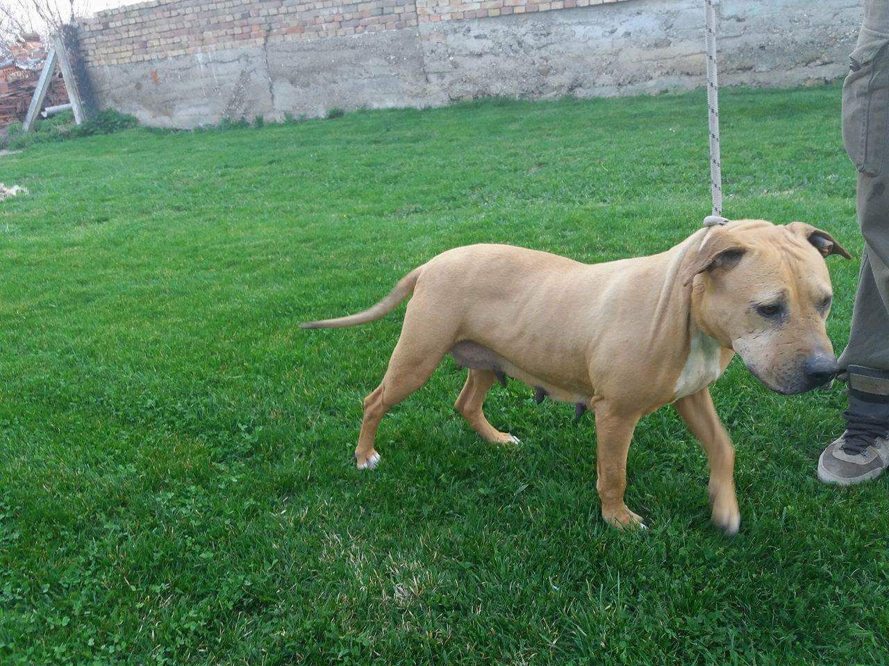 Photo of the dog