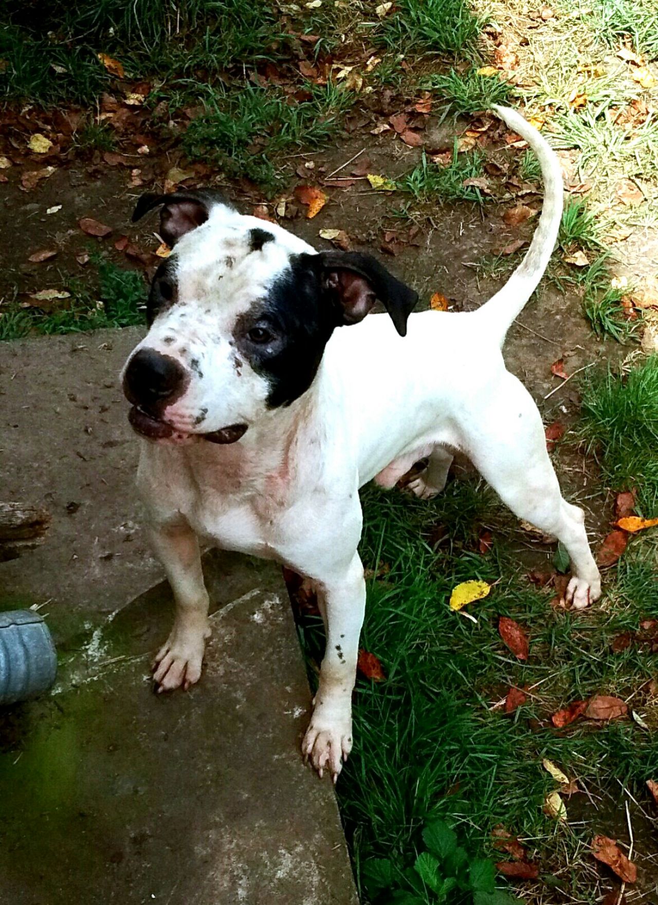Photo of the dog