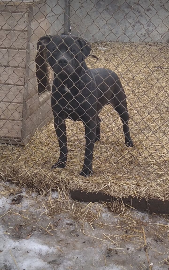 Photo of the dog