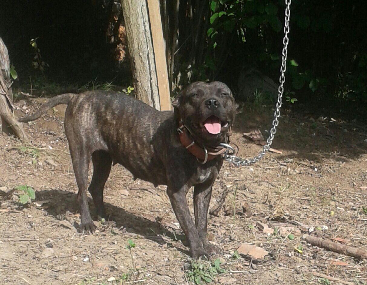 Photo of the dog