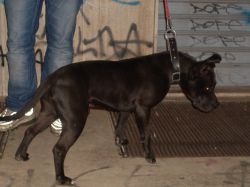 Photo of the dog