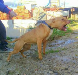 Photo of the dog