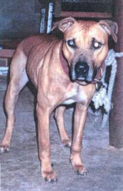 Photo of the dog