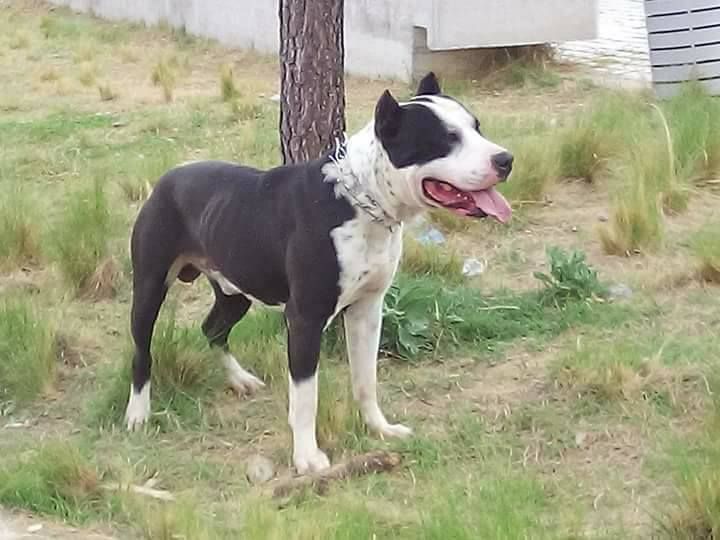 Photo of the dog