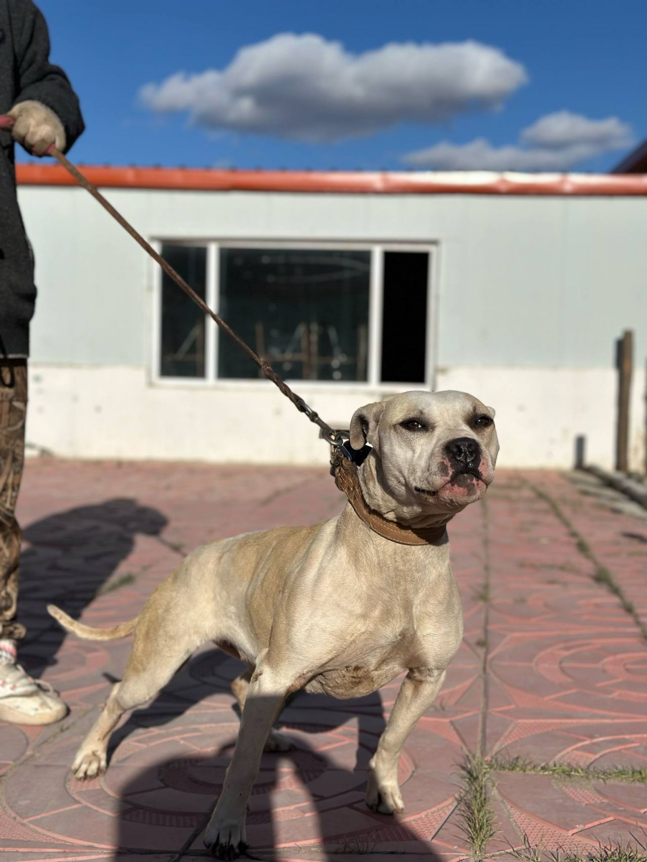 Photo of the dog