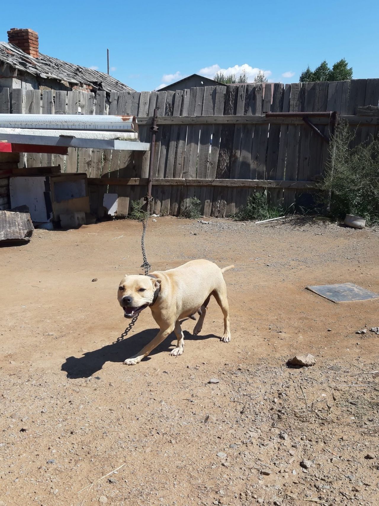 Photo of the dog
