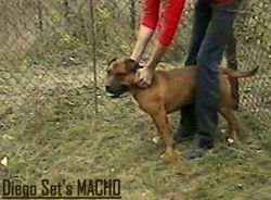 Photo of the dog
