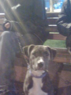 Photo of the dog