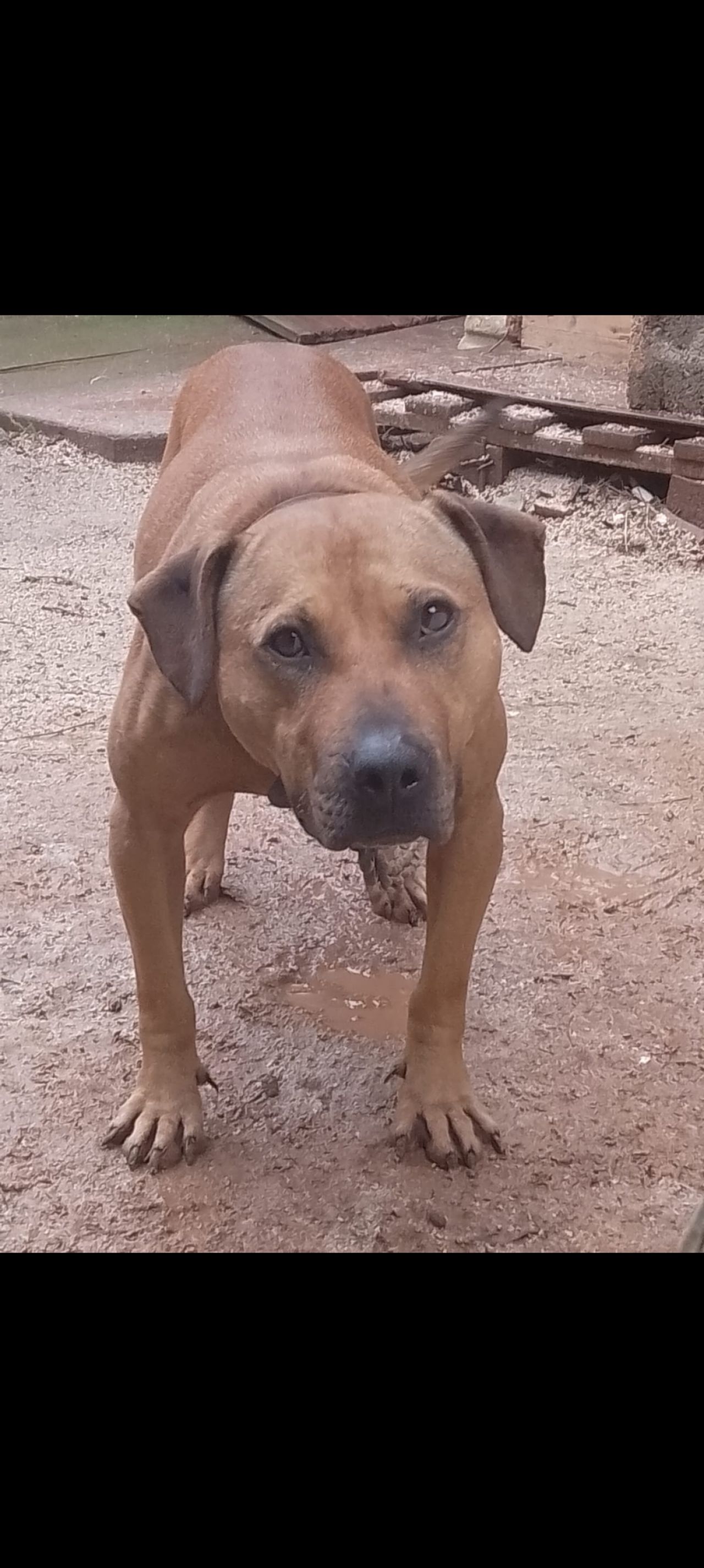 Photo of the dog