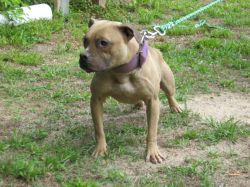 Photo of the dog