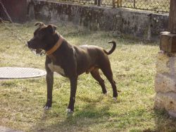 Photo of the dog