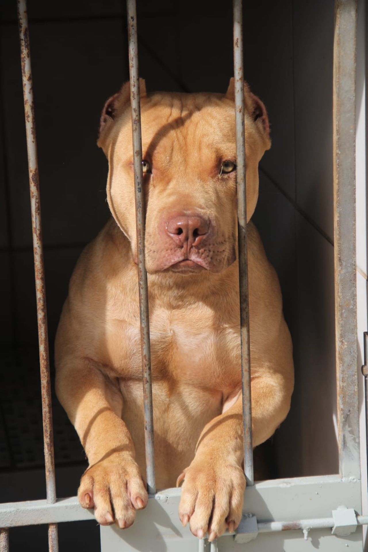 Photo of the dog