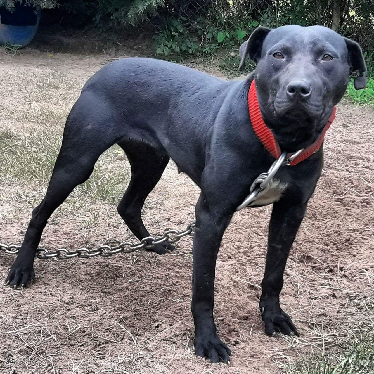 Photo of the dog