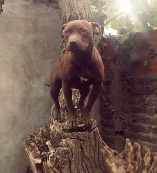 Photo of the dog