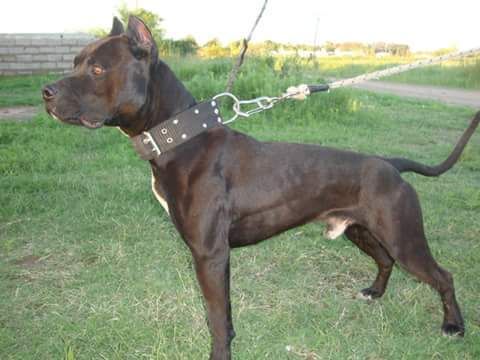 Photo of the dog