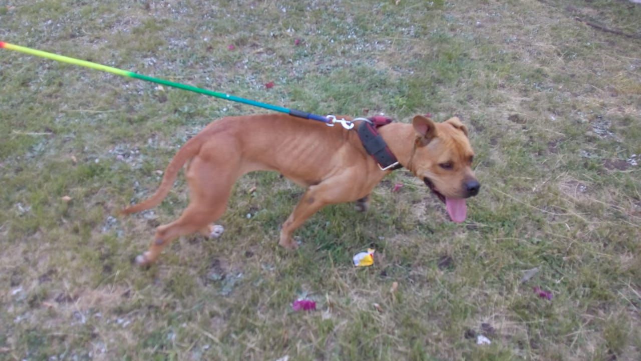 Photo of the dog