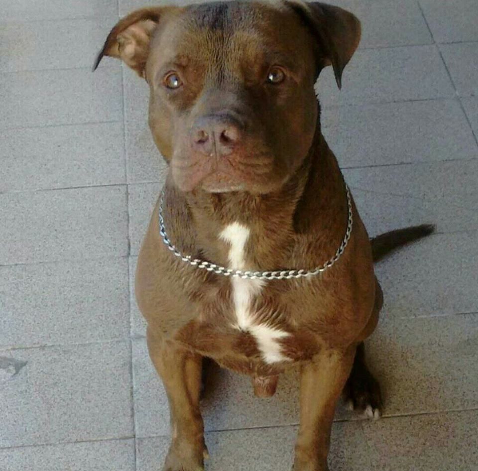Photo of the dog