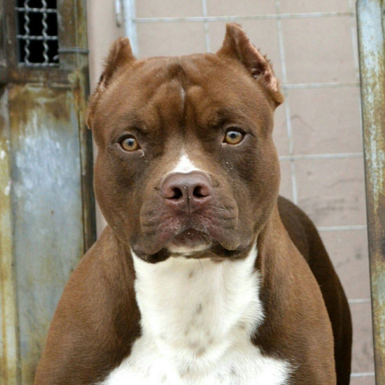 Photo of the dog