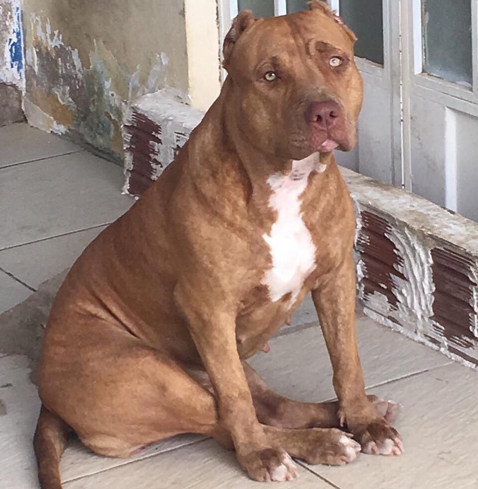 Photo of the dog