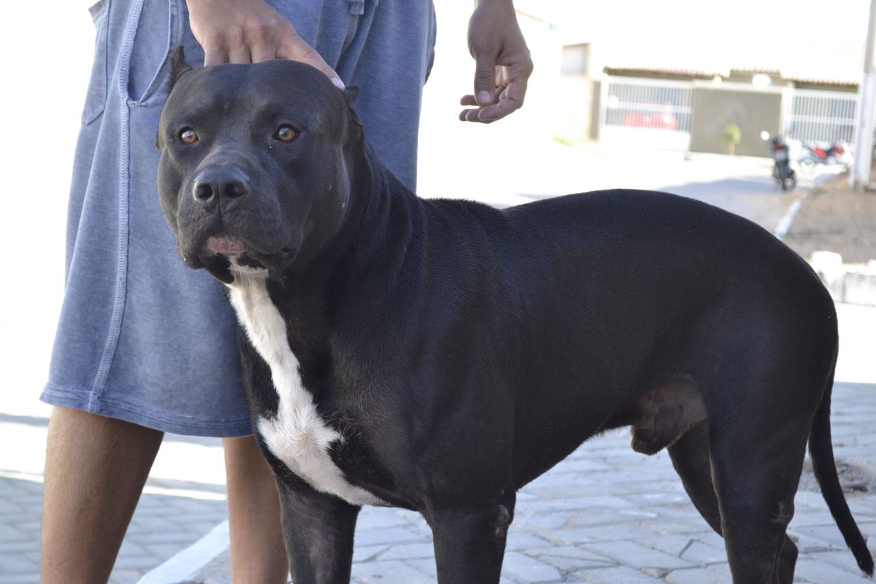 Photo of the dog