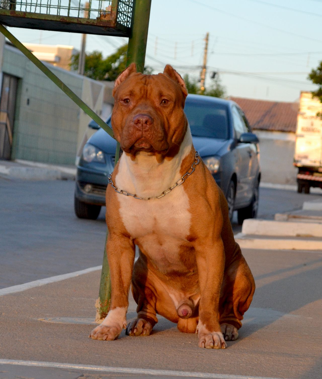 Photo of the dog