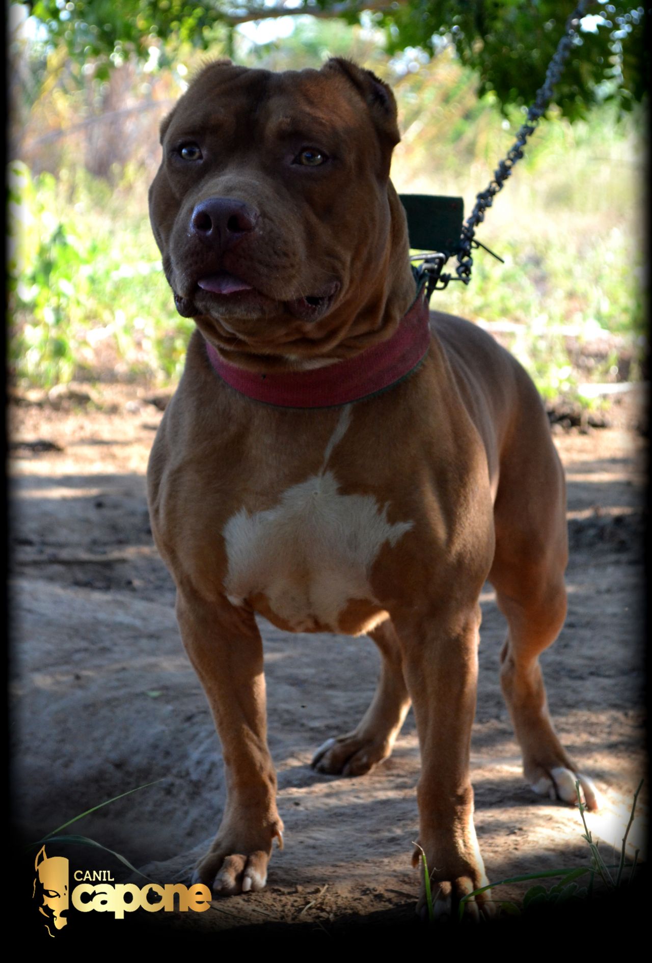 Photo of the dog