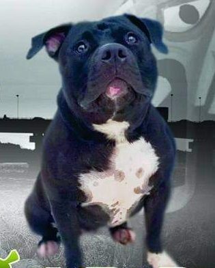 Photo of the dog
