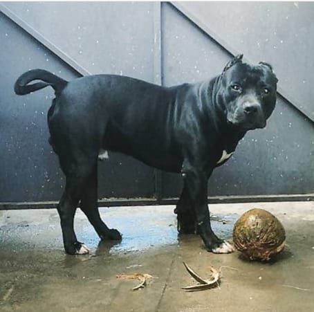 Photo of the dog
