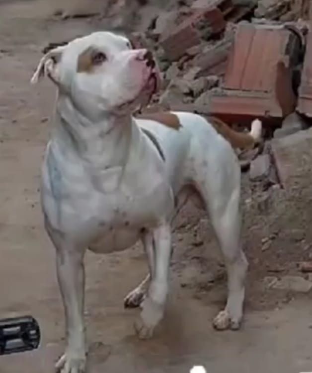 Photo of the dog