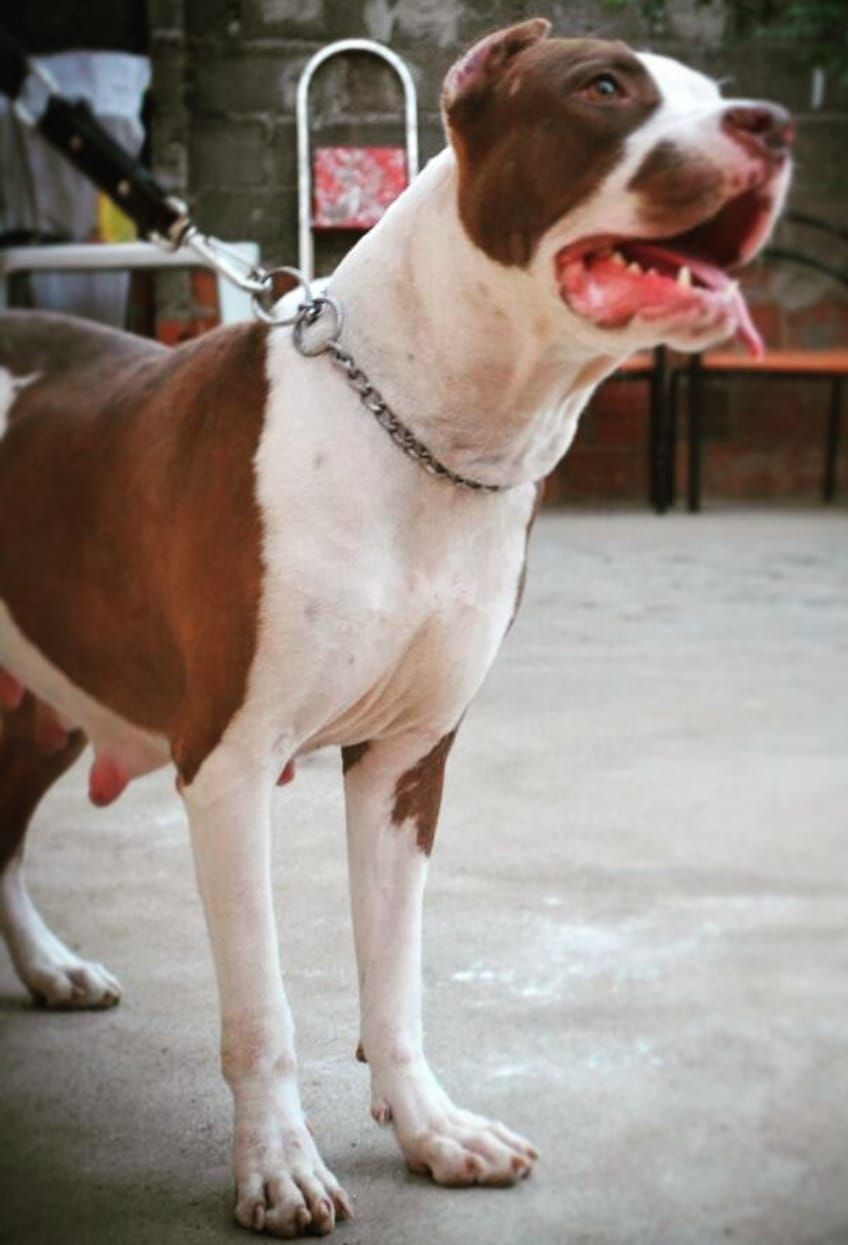 Photo of the dog
